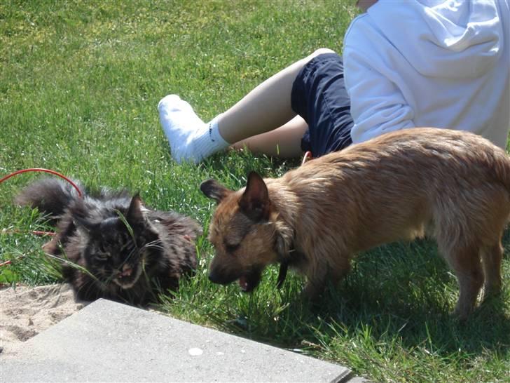 Blanding af racer Thjecco - Kan ikke forstå at Frederik synes at græsset smager godt  billede 11