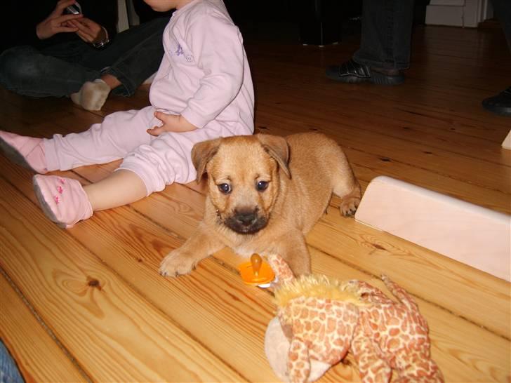 Blanding af racer Thjecco - Er sutter kun til menneskebørn - øv de er ellers gode at tygge i ! billede 13