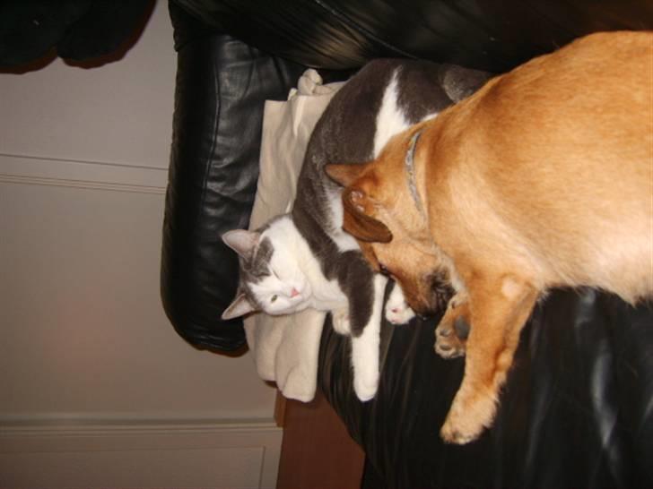 Blanding af racer Thjecco - Snupper lige en lur med Hero (R.I.P)  billede 14