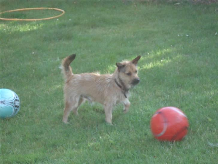 Blanding af racer Thjecco - Bolden er jo næsten ligeså stor som mig  billede 16