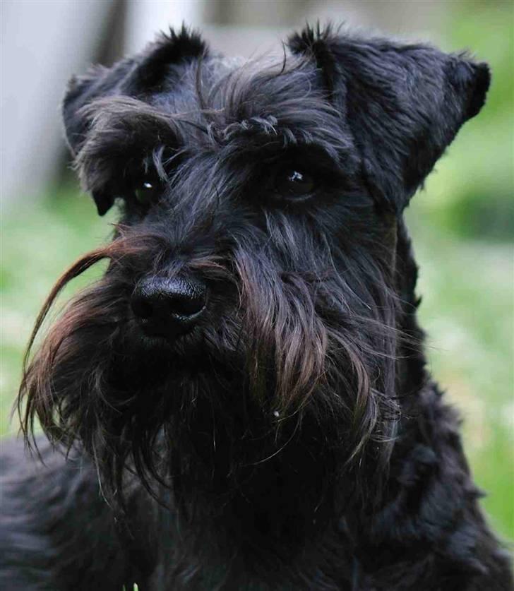 Dvaergschnauzer Kenzo billede 12