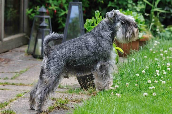 Dvaergschnauzer Muffe billede 17