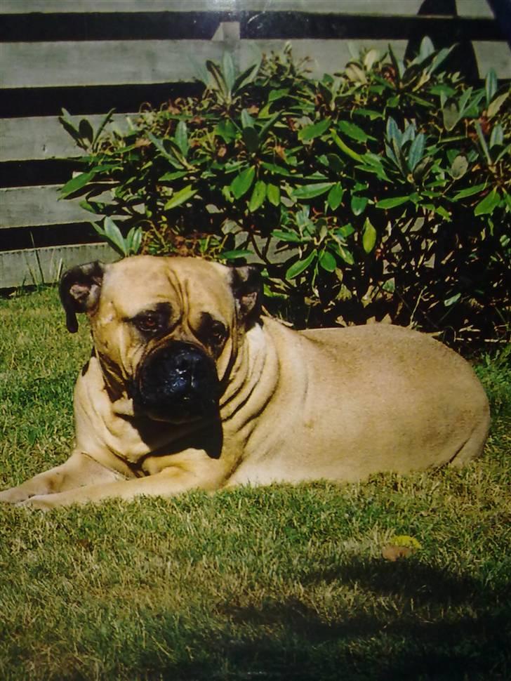 Bullmastiff Bullhalla,s Ophelia R,I,P - Min dejlige Ophelia Himmelhund har sat en stjerne mere på himmelen RIP billede 1