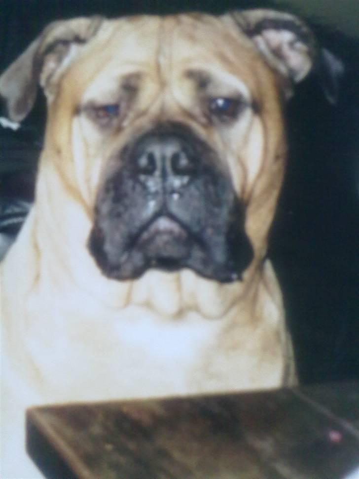Bullmastiff Bullhalla,s Ophelia R,I,P - det bedste der er ved ophelia er hele hende billede 2