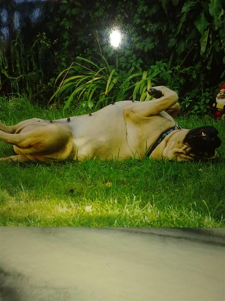 Bullmastiff Bullhalla,s Ophelia R,I,P - Man er vel ikke for stor til at gøre sig til billede 3