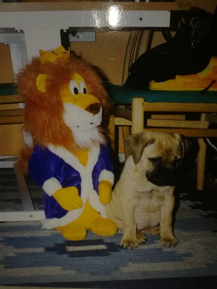 Bullmastiff Bullhalla,s Ophelia R,I,P - lille bitte og et helt nyt sted,godt jeg har min bamse billede 4