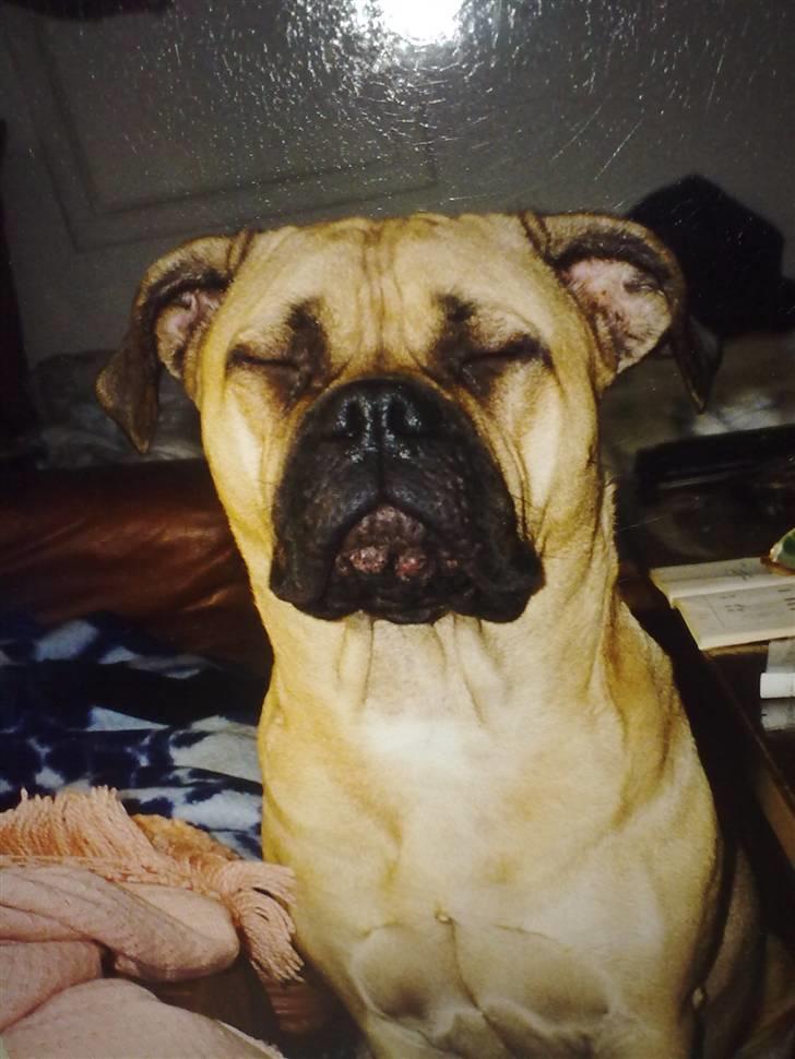 Bullmastiff Bullhalla,s Ophelia R,I,P - hej her er jeg billede 5
