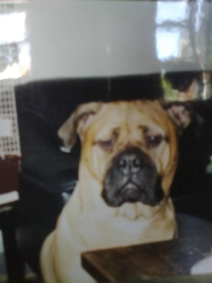 Bullmastiff Bullhalla,s Ophelia R,I,P - tanker er toldfri billede 6