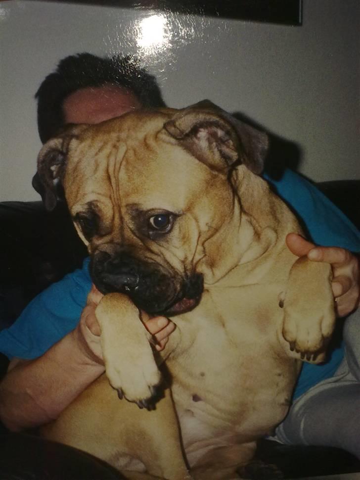 Bullmastiff Bullhalla,s Ophelia R,I,P - hænger hos min far,sådan sidder vi nok også i himmelen nu billede 7