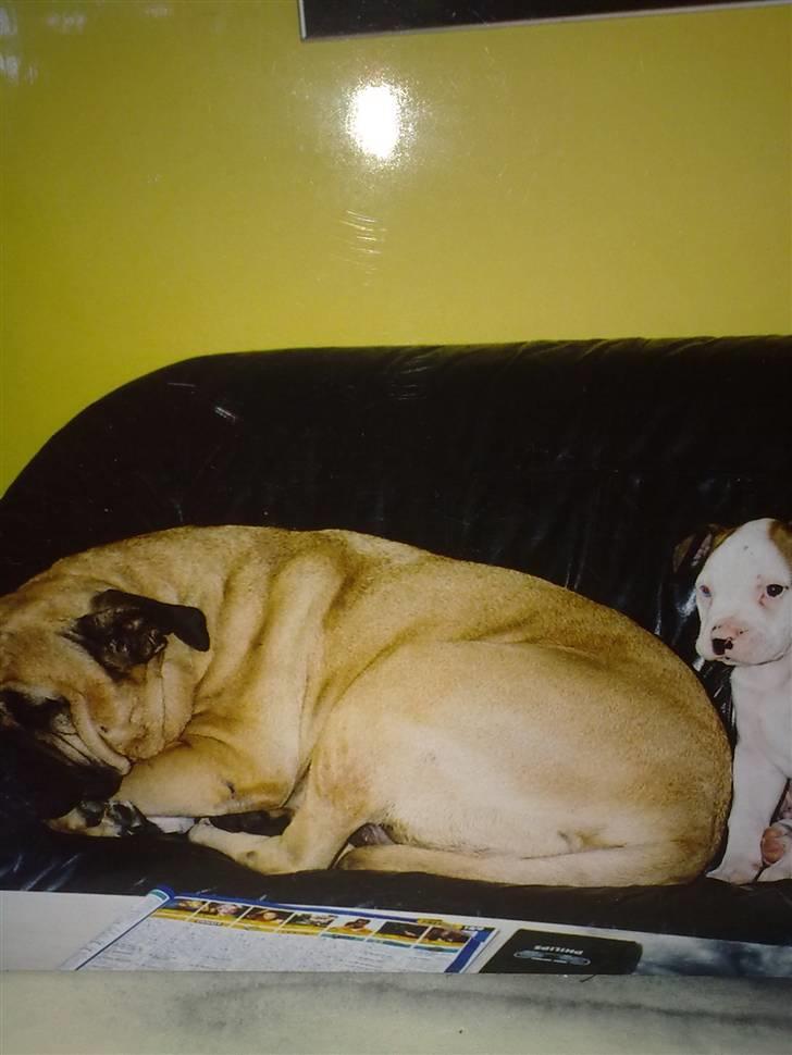 Bullmastiff Bullhalla,s Ophelia R,I,P - irreterende lille hængehund ham tyson billede 8