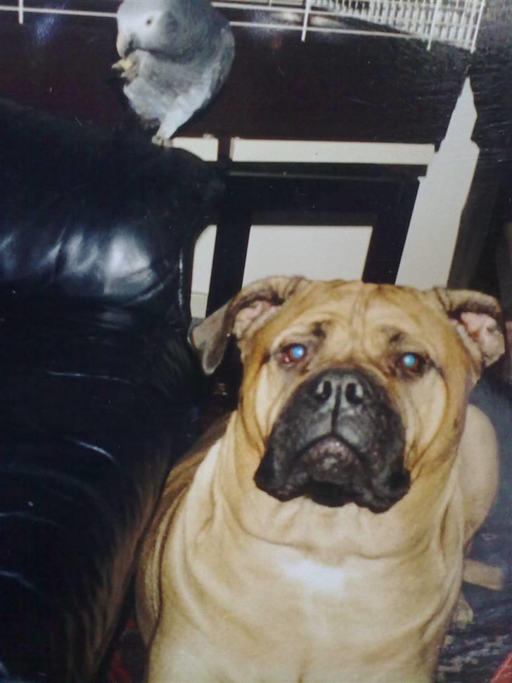 Bullmastiff Bullhalla,s Ophelia R,I,P - Du skal ikke være bange mor,jeg tager ikke Jaco billede 9