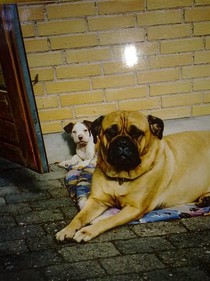 Bullmastiff Bullhalla,s Ophelia R,I,P - Lille tyson gemmer sig bag Ophelia billede 11
