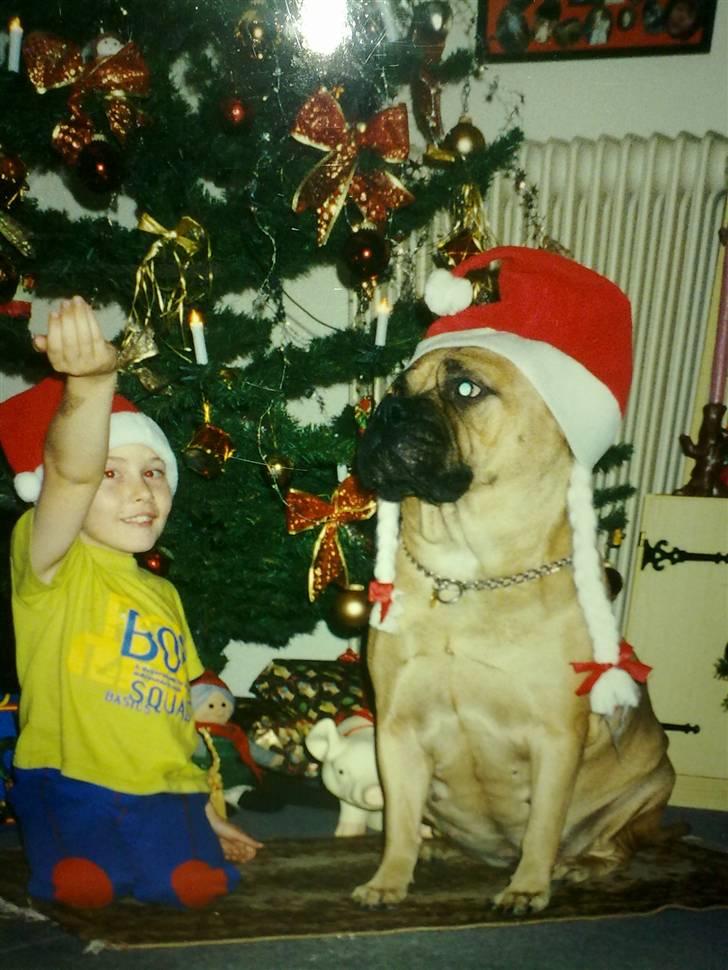 Bullmastiff Bullhalla,s Ophelia R,I,P - Så er det jul,med Danny,den sidste billede 12