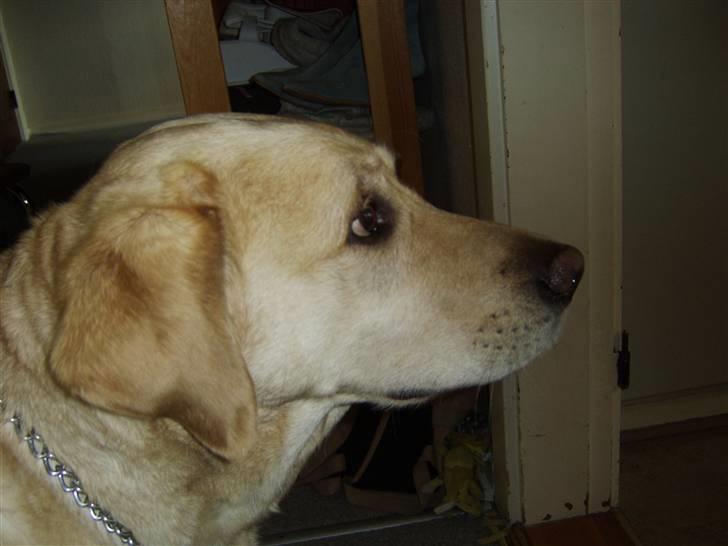 Labrador retriever Piv, aflivet 04-04-12 - 18. piv fra siden af billede 18