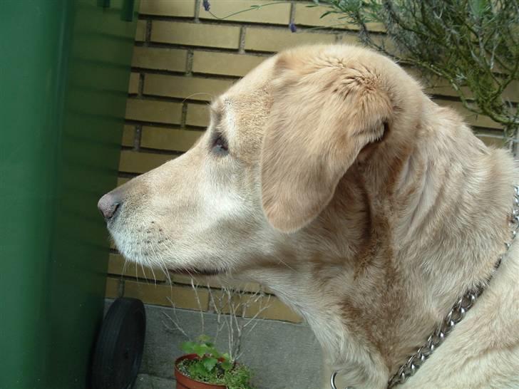 Labrador retriever Piv, aflivet 04-04-12 - 19. piv fra siden af  billede 19