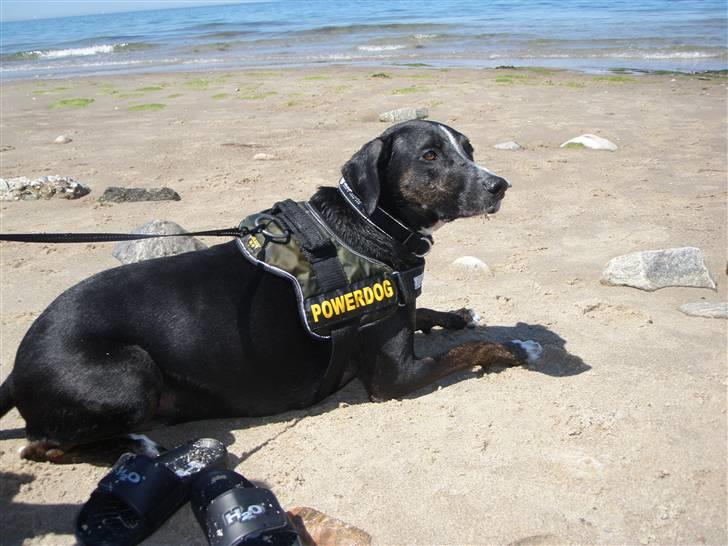 Blanding af racer Laiko billede 8