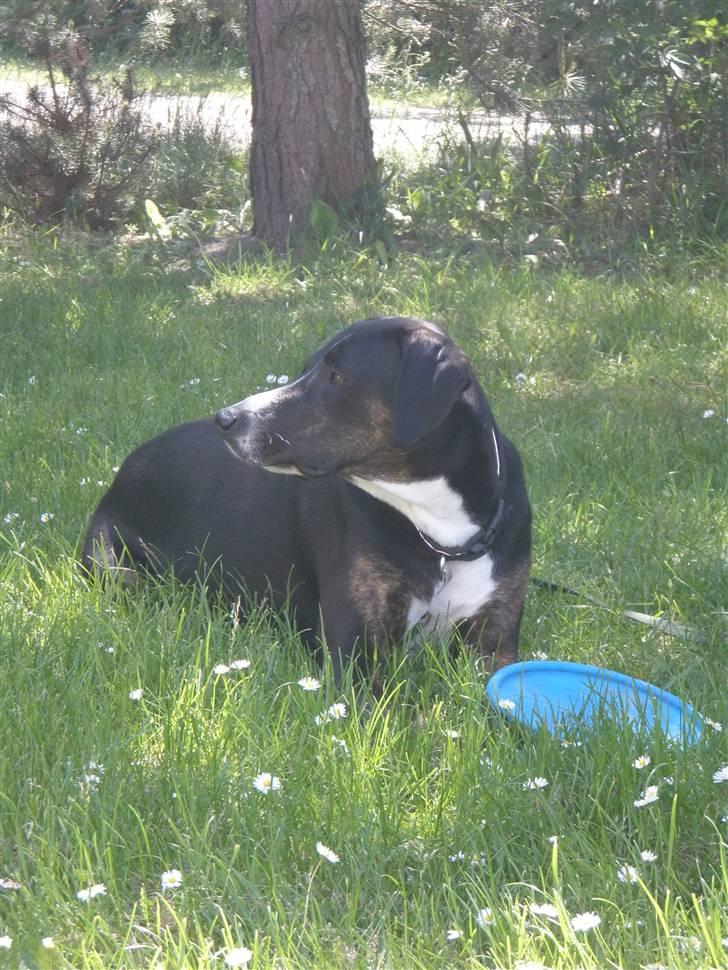 Blanding af racer Laiko billede 9