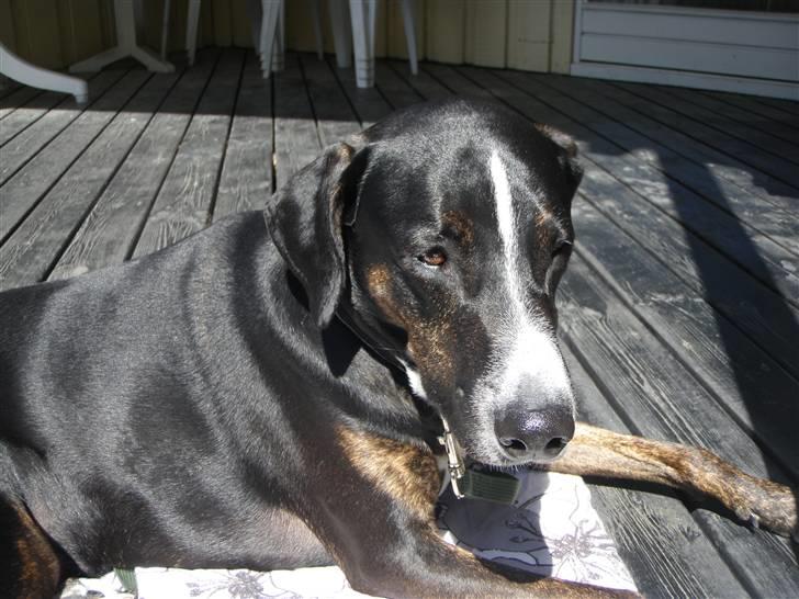 Blanding af racer Laiko billede 10