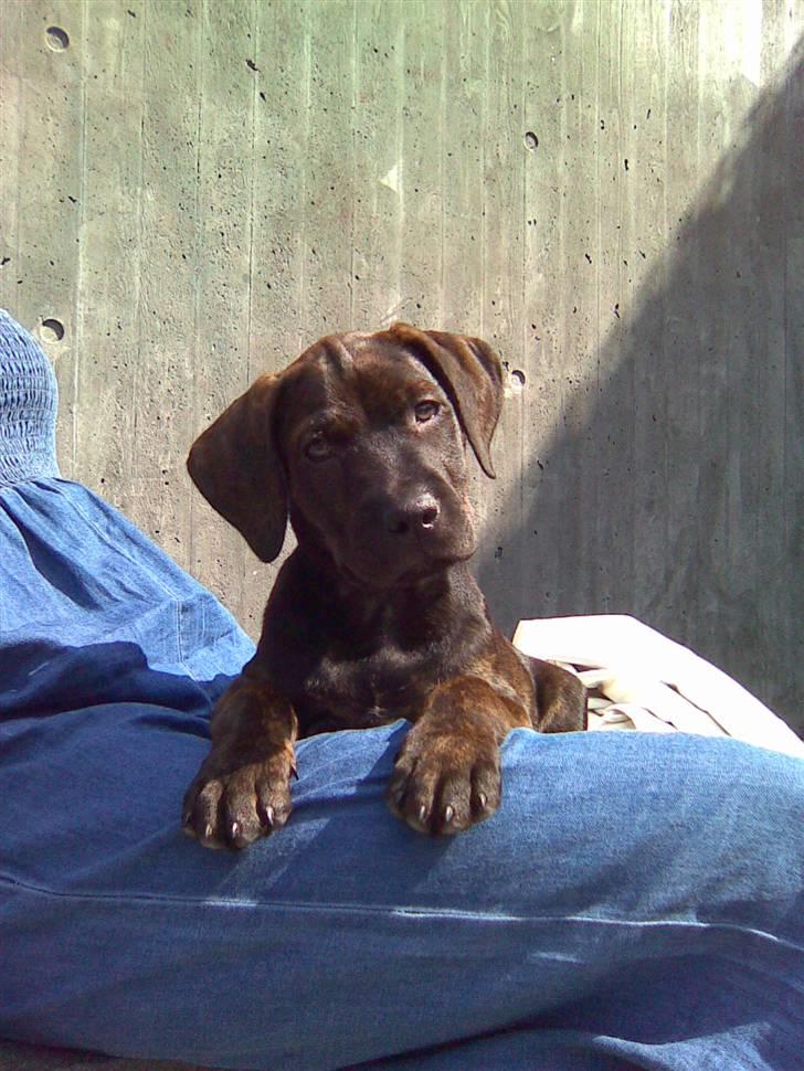 Amerikansk staffordshire terrier Chiko DØD D 24-07-09 :( billede 1