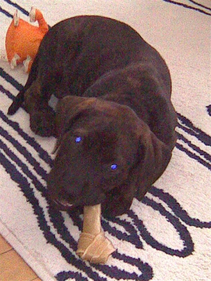 Amerikansk staffordshire terrier Chiko DØD D 24-07-09 :( billede 2