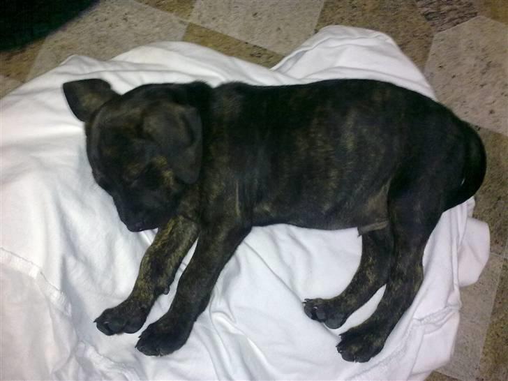 Amerikansk staffordshire terrier Chiko DØD D 24-07-09 :( billede 3