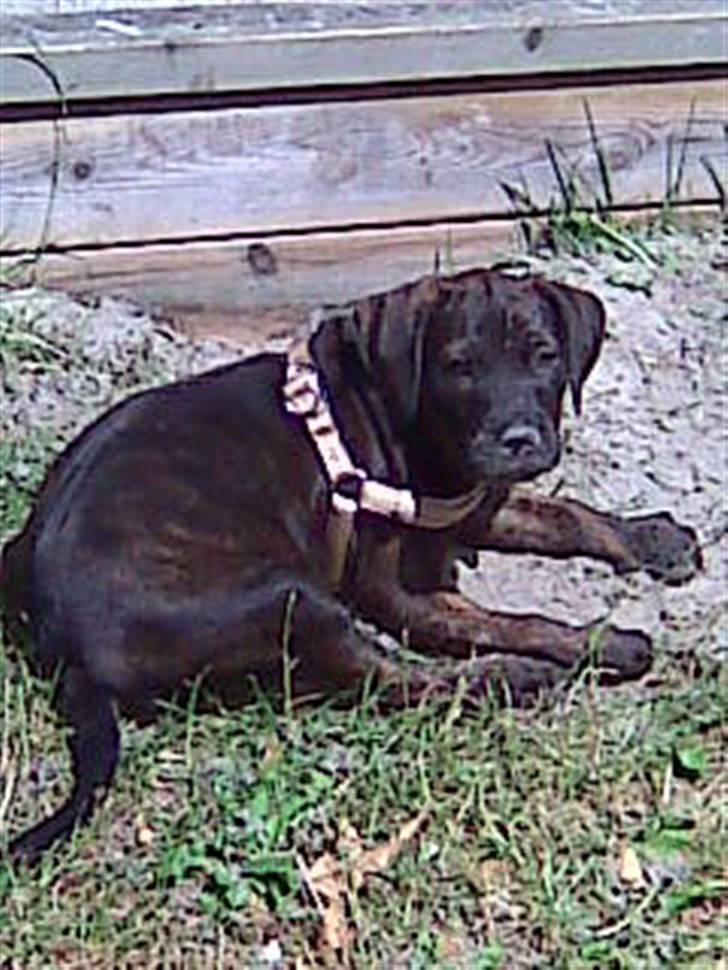 Amerikansk staffordshire terrier Chiko DØD D 24-07-09 :( billede 4