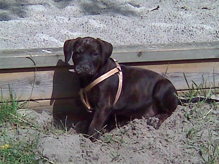 Amerikansk staffordshire terrier Chiko DØD D 24-07-09 :( billede 5