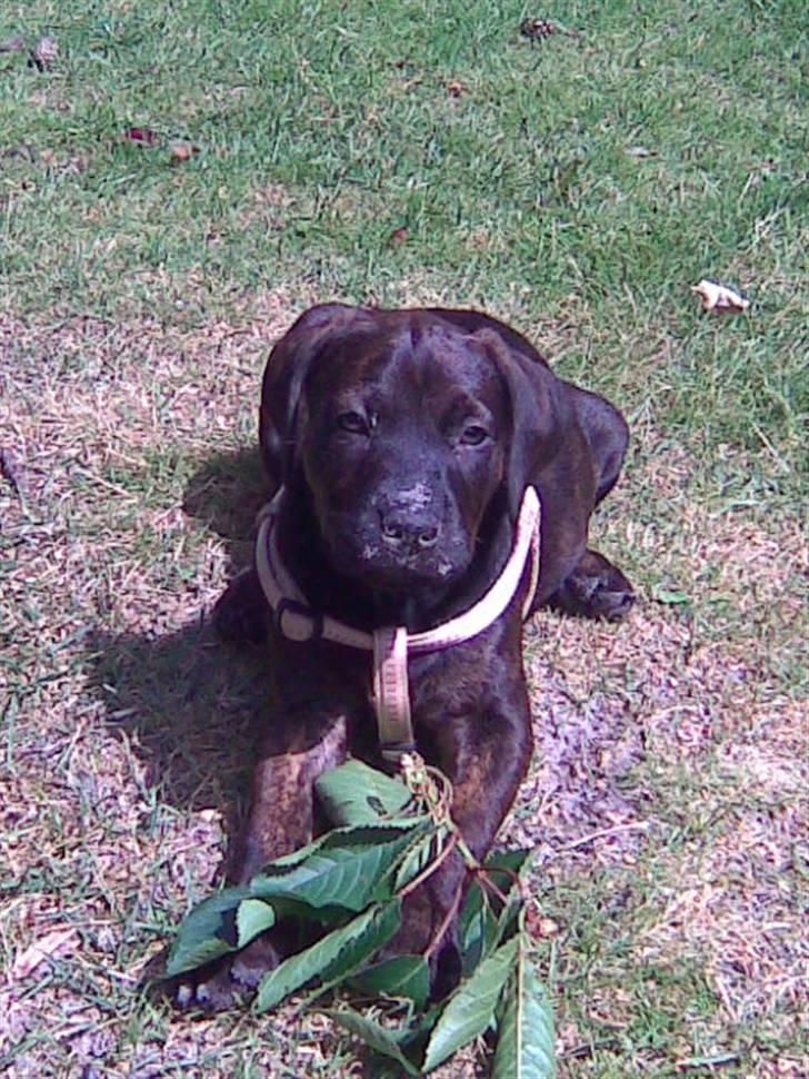 Amerikansk staffordshire terrier Chiko DØD D 24-07-09 :( billede 6