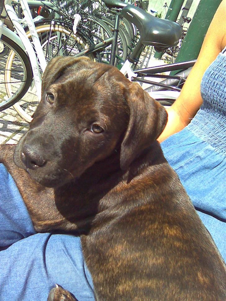 Amerikansk staffordshire terrier Chiko DØD D 24-07-09 :( billede 7