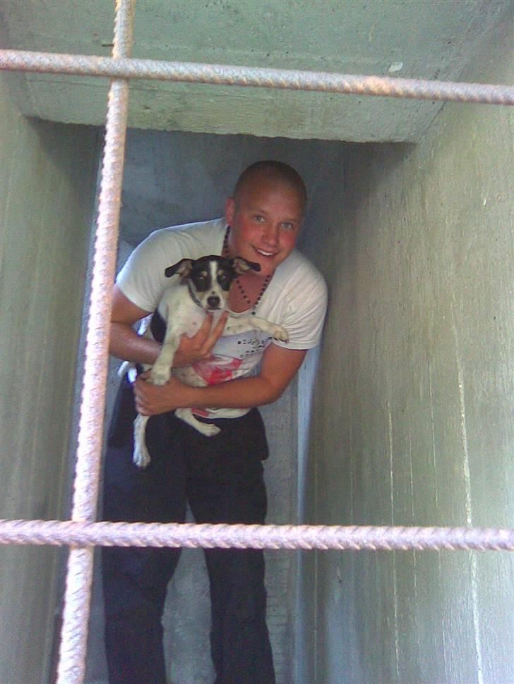 Dansk svensk gaardhund Louie billede 11