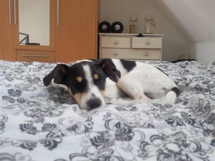 Dansk svensk gaardhund Louie billede 12