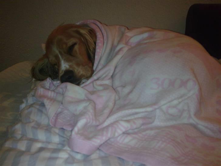 Cocker spaniel Louie - Frøs efter bad, så måtte pakkes ind i tæppe og pylres om.. Skide forkælet:-) billede 16