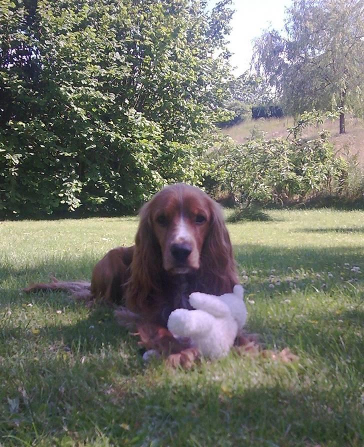 Cocker spaniel Louie - Hyggestund i haven med favorit legetøj billede 17