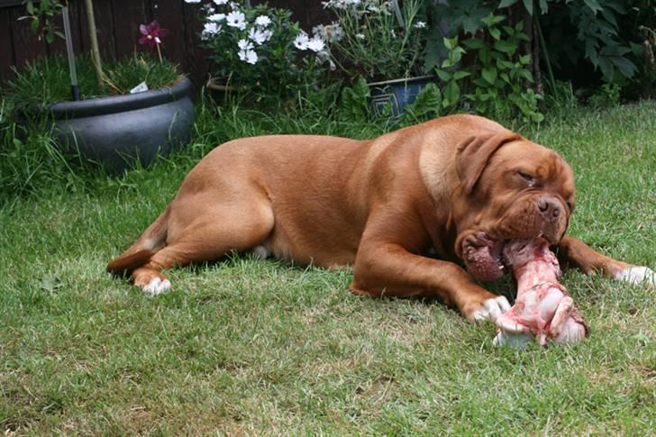 Dogue de bordeaux Zokana's Cazzzius billede 18