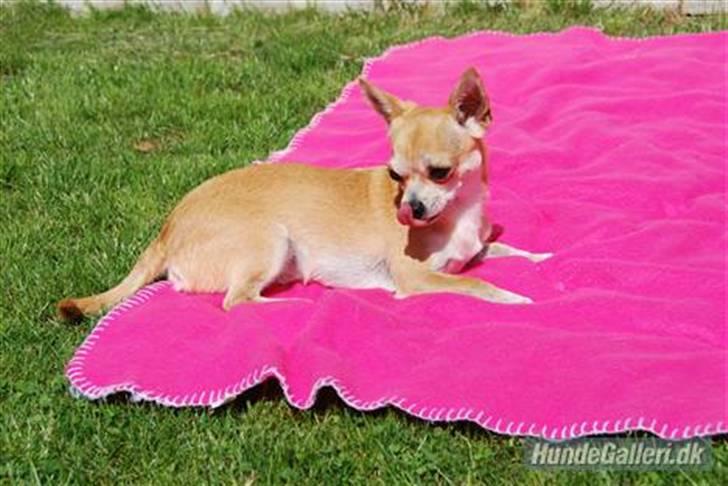 Chihuahua Marley - Marley hygger sig på tæppet billede 19