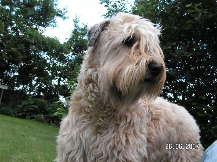 Irish softcoated wheaten terrier Hemi billede 1