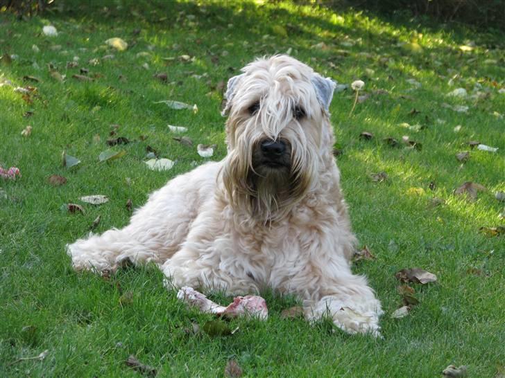 Irish softcoated wheaten terrier Hemi billede 2