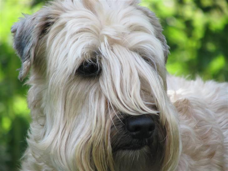 Irish softcoated wheaten terrier Hemi billede 3