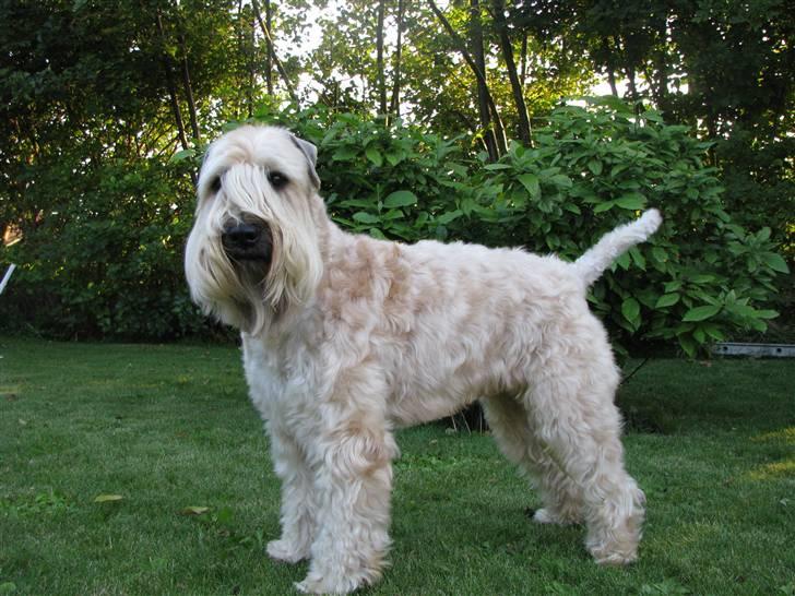 Irish softcoated wheaten terrier Hemi billede 4