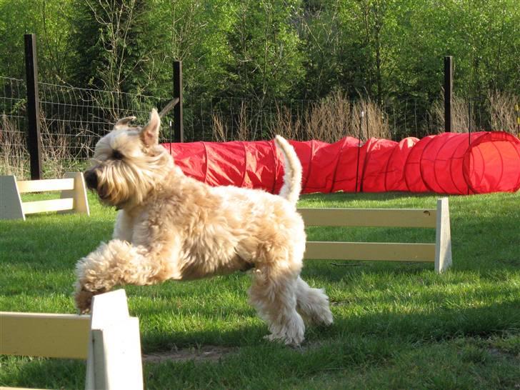 Irish softcoated wheaten terrier Hemi billede 5