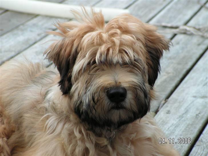 Irish softcoated wheaten terrier Hemi billede 6