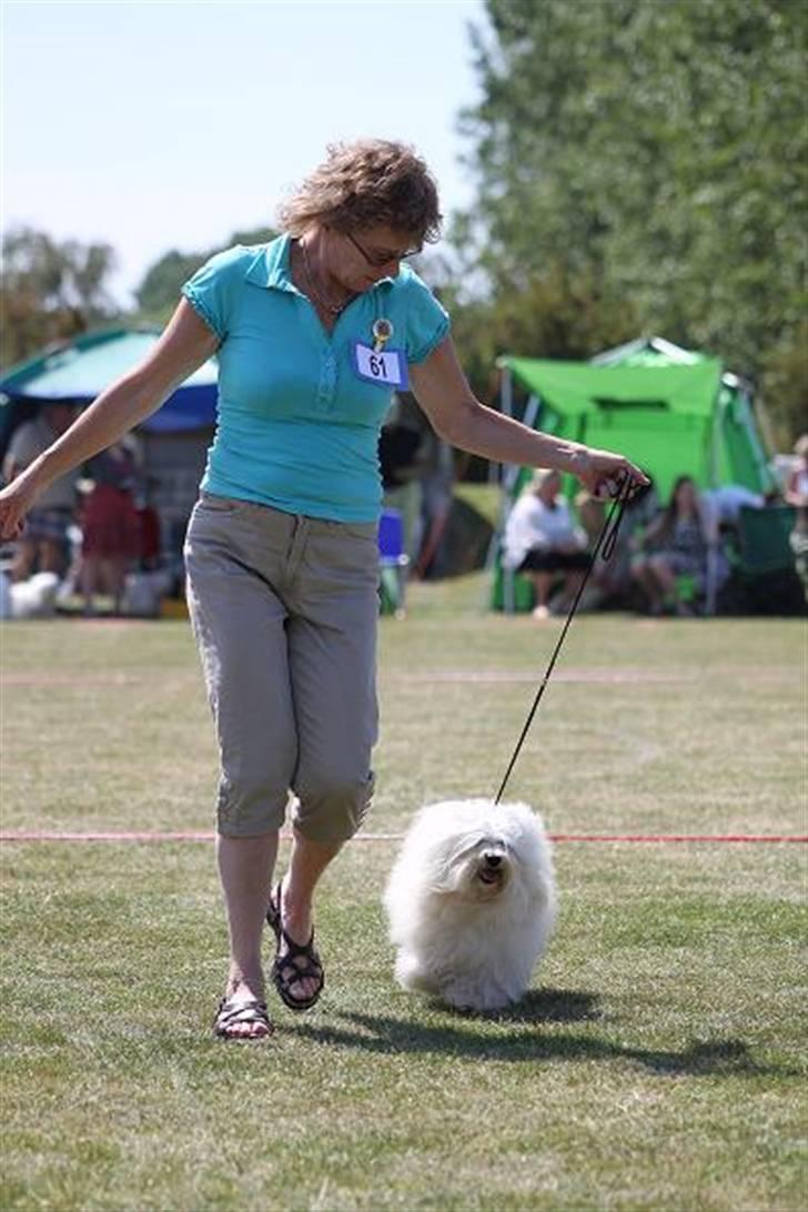 Bichon havanais Jabir's Danés Jalapeno - På udstilling i dejlig sommerblæst billede 18