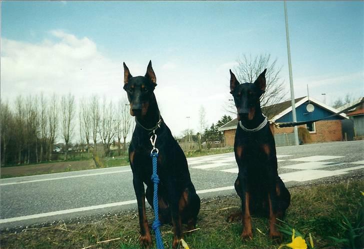 Dobermann *Gennings Kaiser*  billede 6
