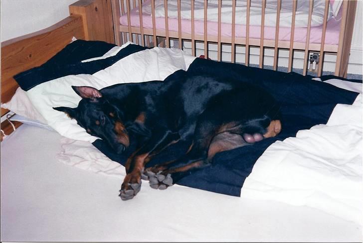 Dobermann *Gennings Kaiser*  billede 7