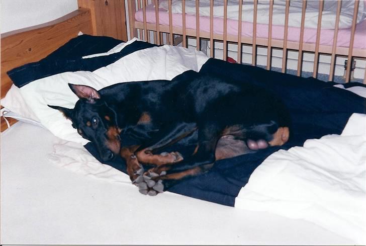 Dobermann *Gennings Kaiser*  billede 8