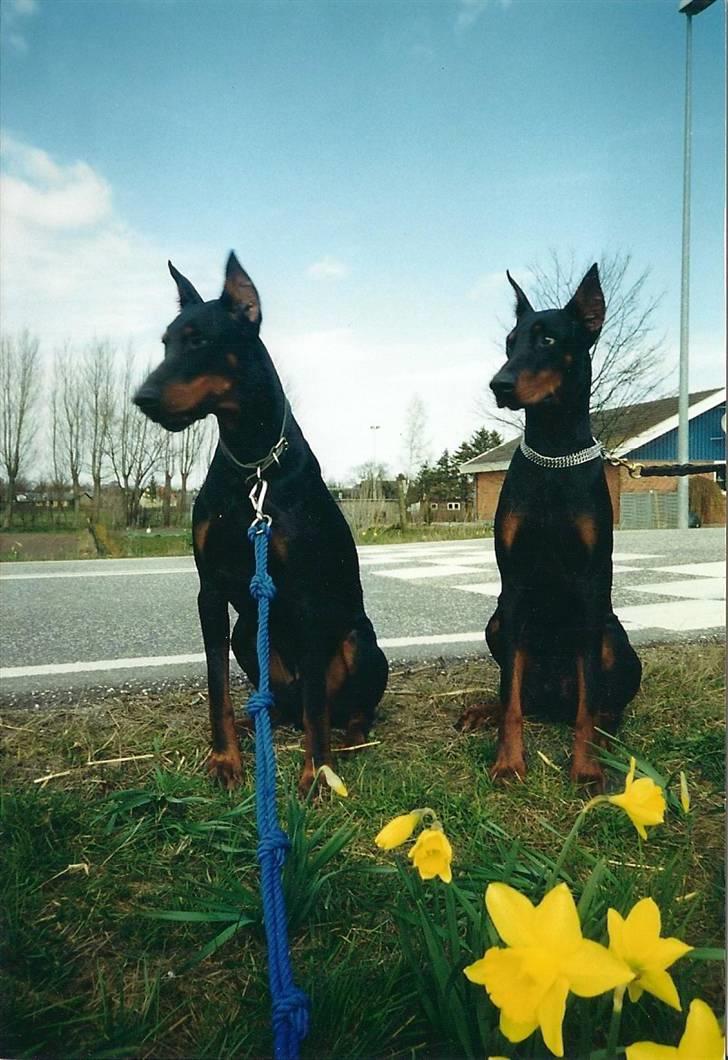 Dobermann *Gennings Kaiser*  billede 9