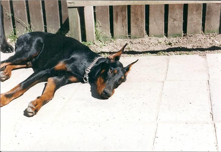 Dobermann *Gennings Kaiser*  billede 10