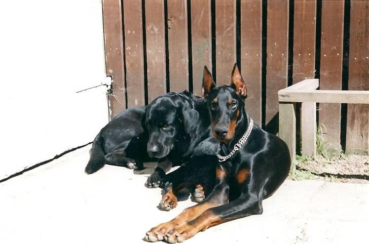 Dobermann *Gennings Kaiser*  billede 11