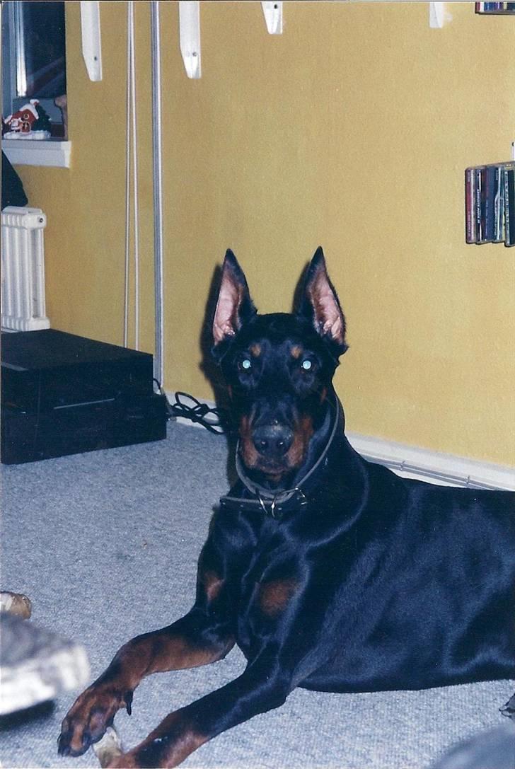 Dobermann *Gennings Kaiser*  billede 12