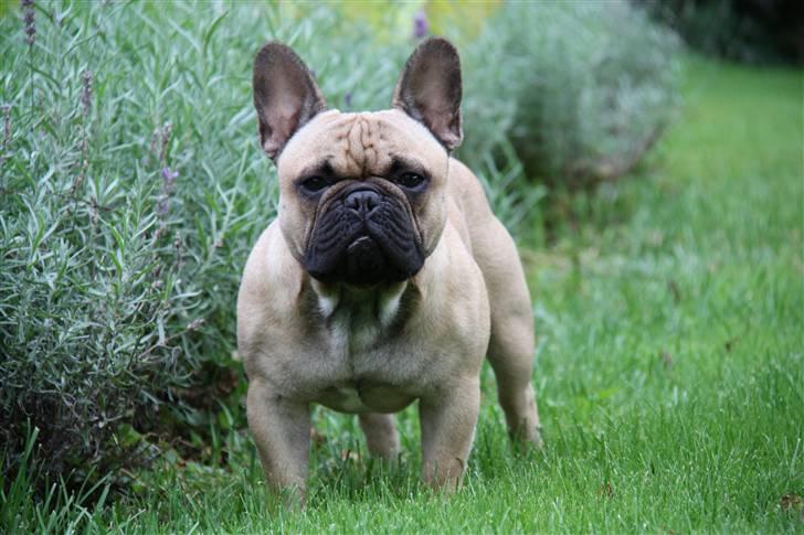 Fransk bulldog    Hakonis Christian Dior - 1. september billede 4